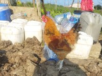 2 adet köy horozu