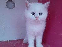 BRİTİSH SHORTHAİR 50 GÜNLÜK YAVRULAR (ANKARA)