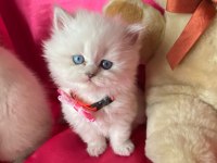 safkan british longhair bebeklerim