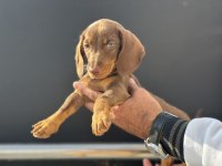 Petmode köpek çiftliğinde ziyarete açık dachshund