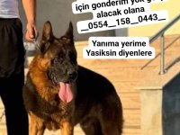 Üst seviye alman çoban köpeği erkek