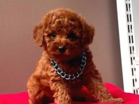 A kalite Toy Poodle yavrular