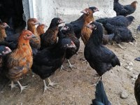 ÜCRETSİZ TESLİMAT ATAKS LOHMAN BROWN SANDY TİNTED CORAL