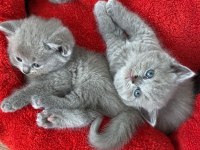 British Shorthair yavrular