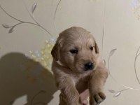 İki aylık golden retriever yavrular