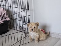 3 aylık maltipoo