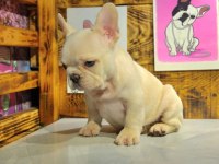 Egzotik renk french bulldog bebeklerimiz