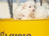 Kar beyaz terrier yavrular