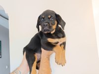 Rottweiler yavru