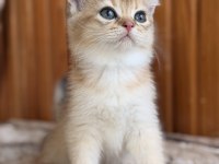 Golden British Shorthair Yavrular