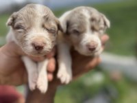 ÜRETİCİDEN BLUE MERLE VE SİYAH BEYAZ BORDER COLLİE YAVRULAR