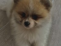 2 aylık Pomeranian boo