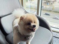 A KALİTE POMERANİAN BOO ANKARA İÇİ ELDEN VERİLECEK