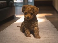 Prenses Poodle Kızımız Günü Gelen Uygulamaları Yapıldı