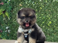 Uyguna renkli pomeranian