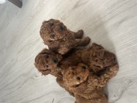 Teslime hazır poodle bebeklerimiz