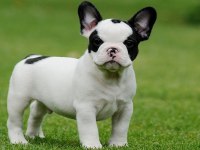 2.5 AYLIK FRANSIZ BULLDOG YAVRULARIM
