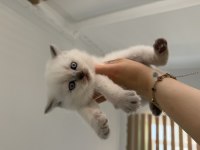 Teslime Hazır British Shorthair Yavrular
