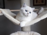 British shorthair dişi kedimiz