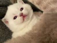 23Eylül doğumlu bebeklerimiz scottish fold