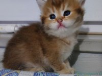 Safkan british shorthair aciklamayı okuyun lutfen