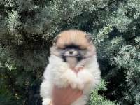 Safkan güzeller güzeli pomeranian bebeklerim