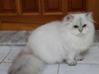 ADANADAN FULL SAĞLIKLI BRİTİSH VE SCOTTİSH 1 VE 2 YAŞ