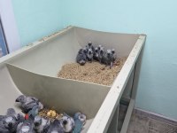 Silver Gümüş Renk Kırmızı Kuyruk Jako Yavru