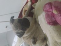 Pug 4 aylık dişi