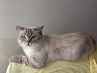 Çok Tatlı Ve Uysal British Longhair