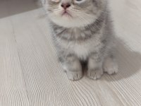 Sağlık garantili safkan kediler