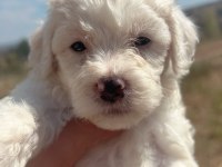 Maltipoo Bebekler