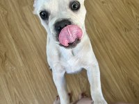 1 Yaşında French Bulldog Çipli