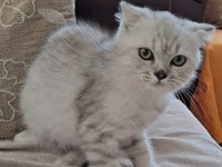 Scottish Silver Erkek
