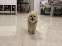 Teddy bear 9 aylık pomeranian