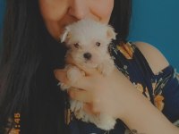 MALTESE YAVRULARI