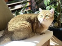 British Shorthair Golden British Shorthair
