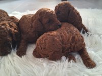 Toy poodle yavrularımız yeni yuvasını arıyor