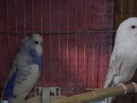 Renk güzeli muhabbet kuşu takımlar