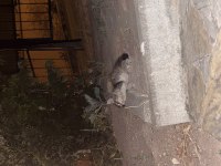 Annesiz iki tane yavru kedi