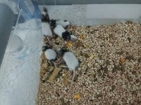 Panda mice yavru