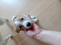 Baba Maltese Anne Jack Russell O Yüzden Cinsleri Jacktese