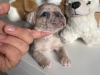 Mikro Exotic French Bulldog Yavrular
