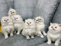 BRİTİSH SHORTHAİR SHOW KEDİLER BİCOLOR ÇİKOLATA