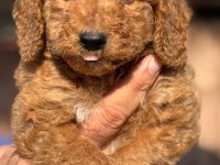 Standart poodle çok şeker yavrularım 