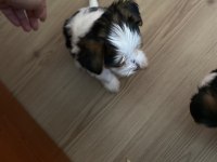 Evcil köpek yavruları