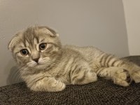 Scottish fold prensesim yeni yuvasını arıyor
