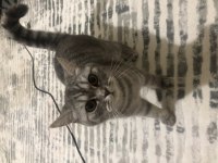 British shorthair lunaya yuva arıyorum