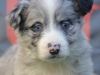 Safkan border collie ırk garantili yavrular