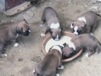 3 Erkek boxer yavrumuz